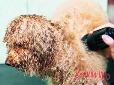 泰迪狗发型怎么剪 泰迪狗狗理发教程
