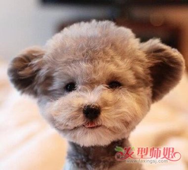 泰迪狗发型怎么剪 泰迪狗狗理发教程