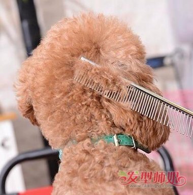 泰迪狗发型怎么剪 泰迪狗狗理发教程